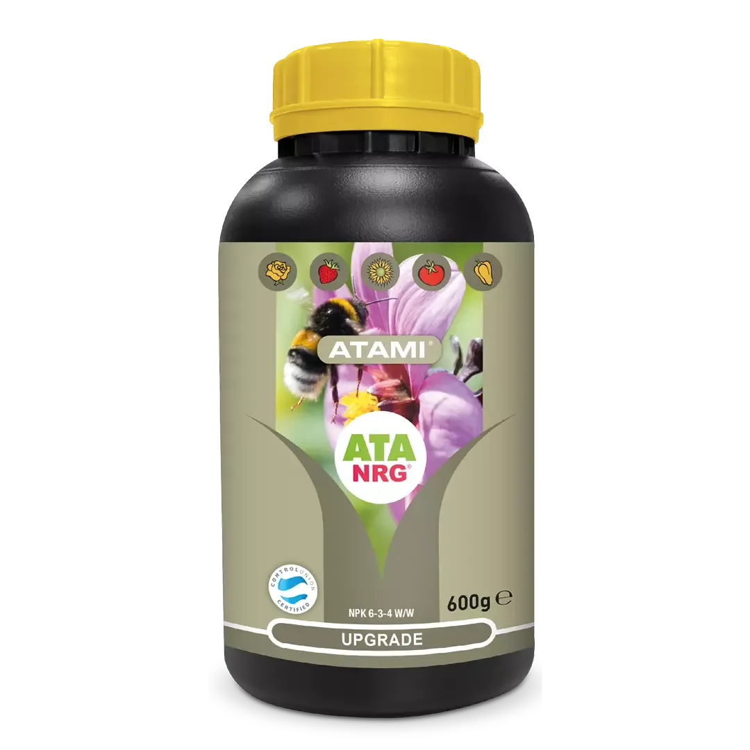 ATA NRG Upgrade Atami