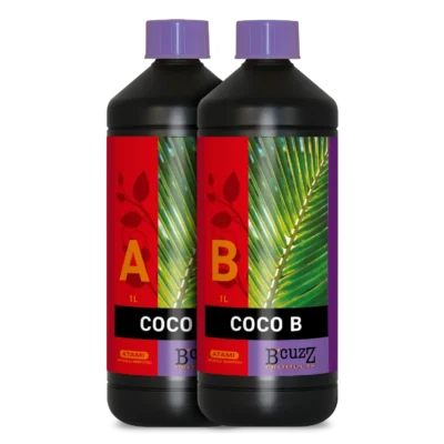B Cuzz Coco A+B Atami