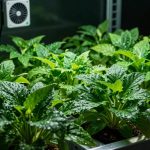 Kako spriječiti kondenzaciju i plijesan u growboxu