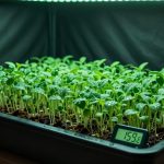 Klijanje Sjemena U Growboxu: Temperatura Vlaga I Svjetlo