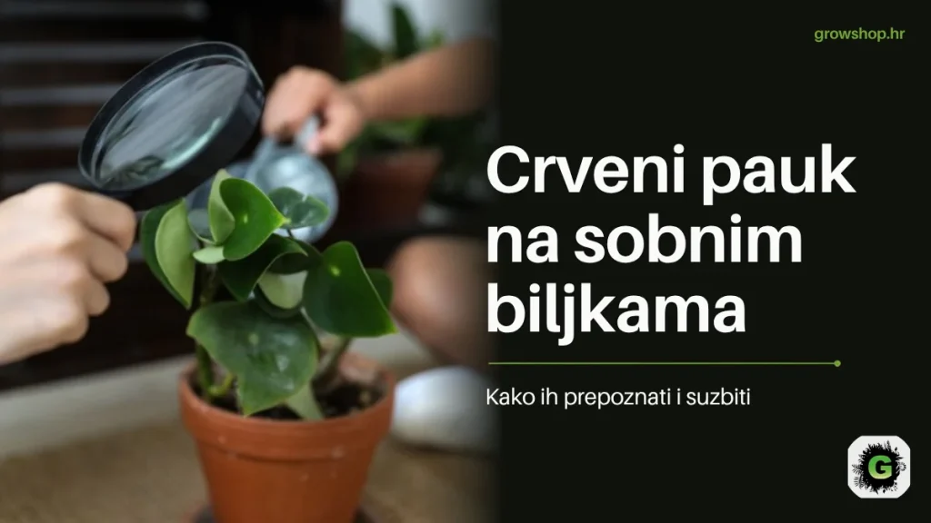 Pregled lista sobne biljke povećalom uz naslov Crveni pauk na sobnim biljkama