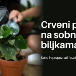 Pregled lista sobne biljke povećalom uz naslov Crveni pauk na sobnim biljkama