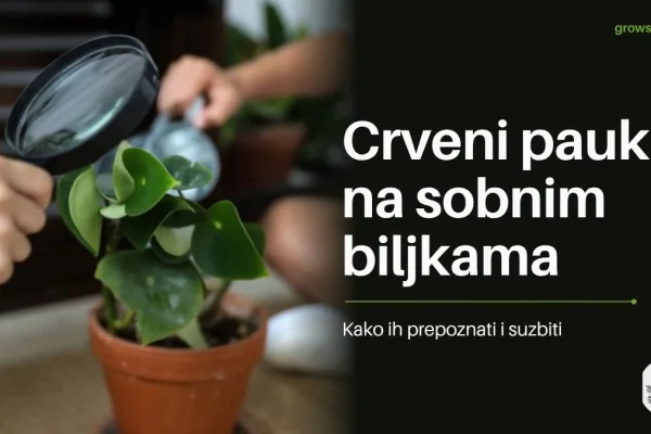 Pregled lista sobne biljke povećalom uz naslov Crveni pauk na sobnim biljkama