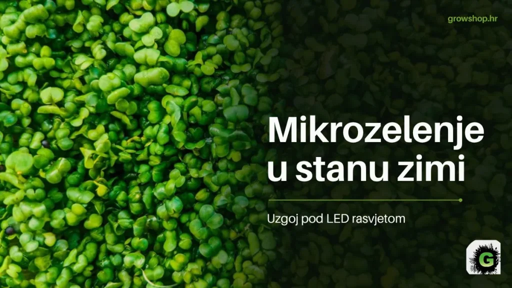 Gusto zeleno mikrozelenje izbliza s naslovom Mikrozelenje u stanu zimi