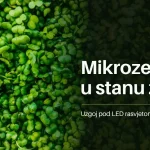 Gusto zeleno mikrozelenje izbliza s naslovom Mikrozelenje u stanu zimi