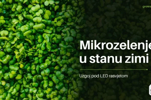 Gusto zeleno mikrozelenje izbliza s naslovom Mikrozelenje u stanu zimi