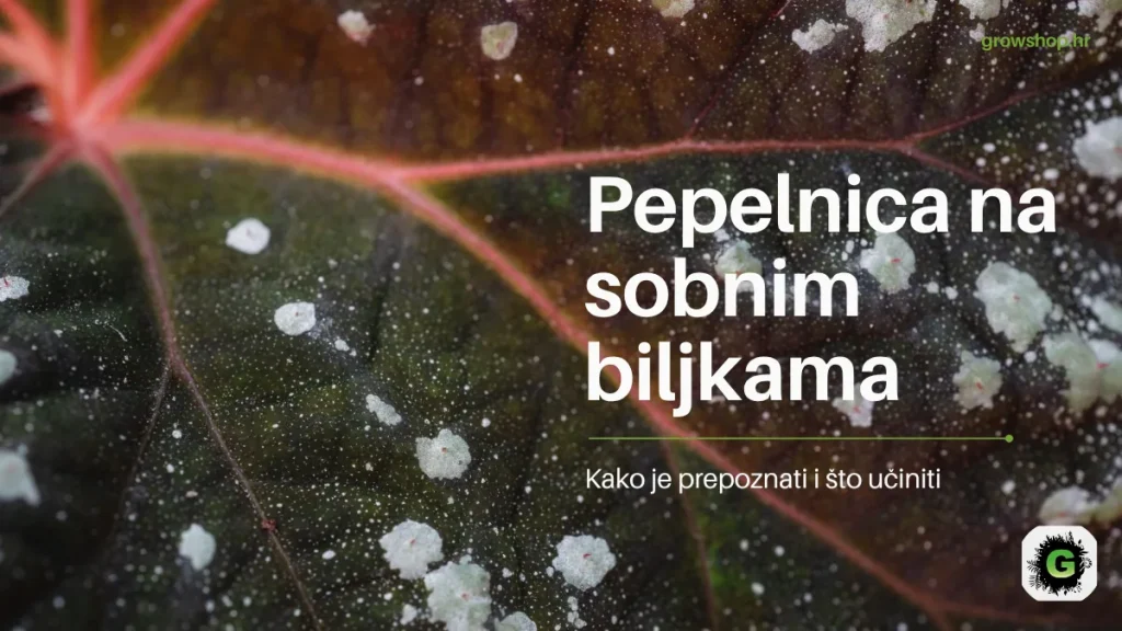 Bijela brašnasta pepelnica na listu uz naslov Pepelnica na sobnim biljkama