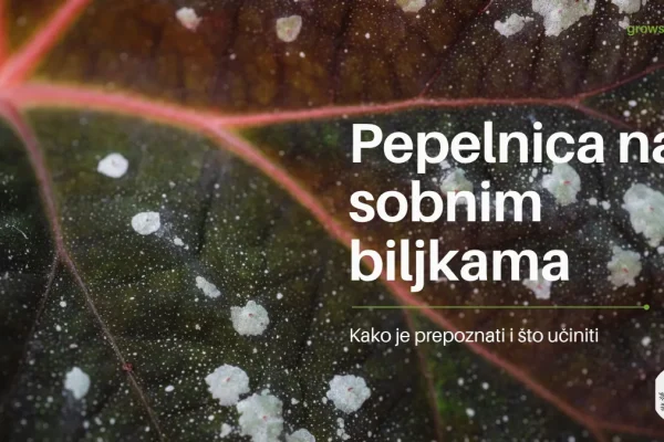 Bijela brašnasta pepelnica na listu uz naslov Pepelnica na sobnim biljkama