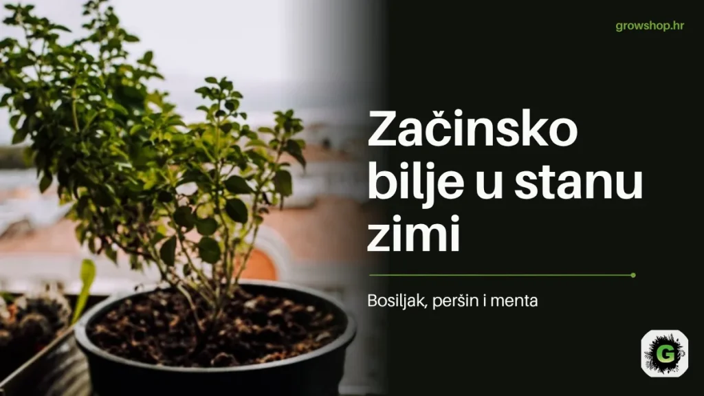 Začinsko bilje u tegli na prozorskoj dasci s naslovom Začinsko bilje u stanu zimi
