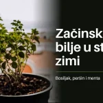 Začinsko bilje u tegli na prozorskoj dasci s naslovom Začinsko bilje u stanu zimi