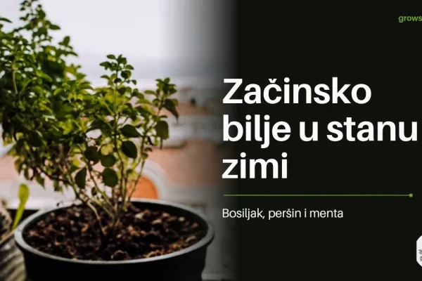 Začinsko bilje u tegli na prozorskoj dasci s naslovom Začinsko bilje u stanu zimi